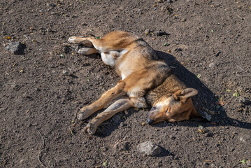 A stray dog lying sleeping on the warm ground in the sunshine. Homeless animals life concept