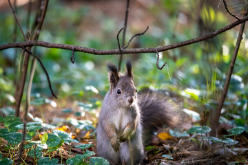 brown squirrel collects nuts for the winter on a sunny autumn day in the park