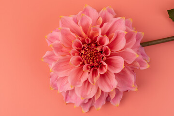 Fototapeta premium Pink, yellow and white fresh dahlia flower macro photo on pink background. Picture in color emphasizing the light different colours and yellow white highlights. Mother day background.