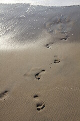 Footprint on the beach in California 