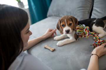 Cute little beagle puppy with a toy bone