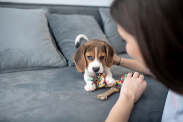 Cute little beagle puppy with a toy bone