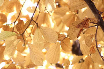 紅葉した木蓮の葉っぱ