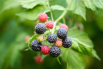 Selective focus shot of black and red fresh raspberries