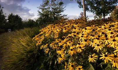 yellow Rudbeckia black eyed Susan