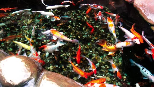 large Koi fish swimming in a tranquil pond. The fish are colorful and vibrant, creating a peaceful and serene atmosphere. This footage is perfect for use in projects related to nature, 