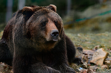Brown bear of Synevyr glade of Zakarpattia region in Ukraine.