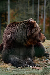 Young brown bear in the Carpathian forests of Ukraine.