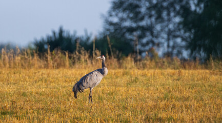 Obraz na płótnie Canvas Common Cranes(Grus grus) in summertime