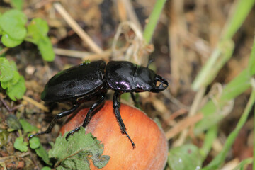 natural stag beetle insect macro photo