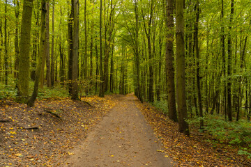 Long empty path in park between high thin trees