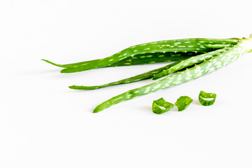 Aloe vera green leaf plant isolated on white