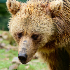 Obraz premium Close-up portrait of a bear, brown bear head, big bear eyes.