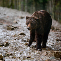 A large brown bear walks through the woods in search of food after hibernation.