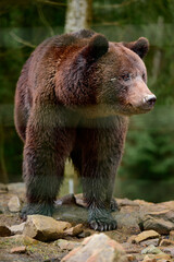 Fototapeta premium Natural National Park of Ukraine Synevyrska Polyana and its inhabitants are brown bears.