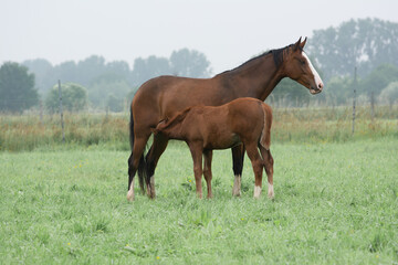 Naklejka na ściany i meble Belgian warmblood purebred mare with foal on meadow 