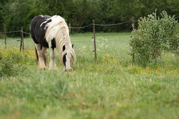 Purebred  Irish Cob horse on meadow in summer 