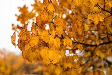 Side view of a tree branch with autumn yellow and orange color foliage
