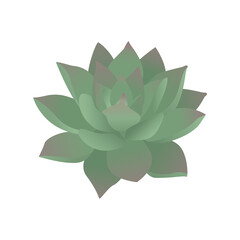 Green succulent. Echeveria. Vector illustration isolated on white background.