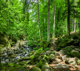 Fototapeta premium Wanderweg mit Herbstlaub im Wald