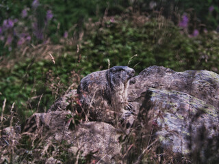 Marmotte sur son rocher