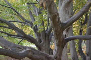 Trees and their shapes