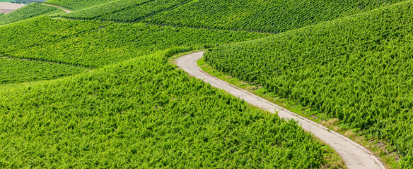 Weinberge im sommer im Fränkischen Steigerwald