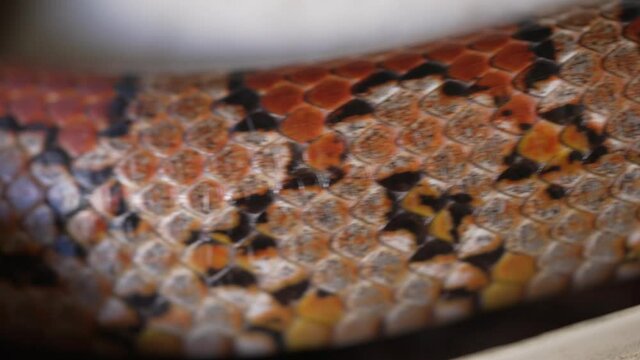 A close-up of the colorful skin scales of a corn snake as it moves past the camera.