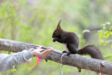 Black squirrel takes nuts from a child's hand