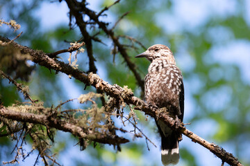 Spotted nutcracker sitting on a tree branch