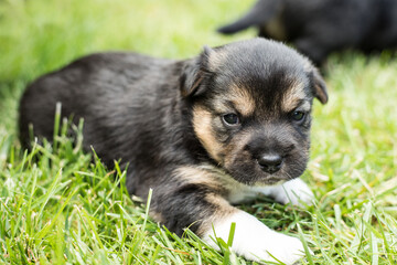 young dog puppy on the grass