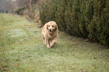 Fototapeta premium old golden retriewer dog walking outside