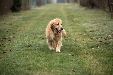 old golden retriewer dog walking outside