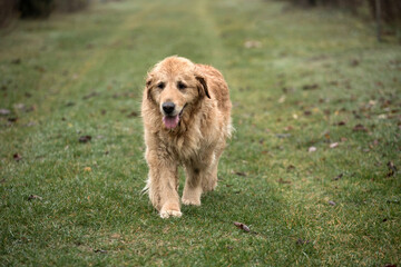 old golden retriewer dog walking outside