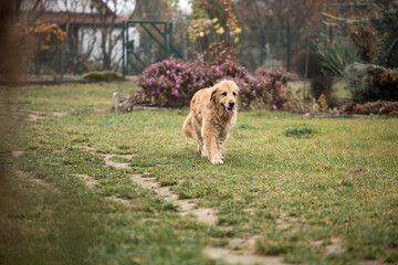 old golden retriewer dog walking outside