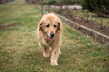 old golden retriewer dog walking outside