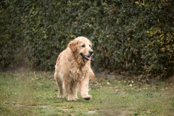 old golden retriewer dog walking outside