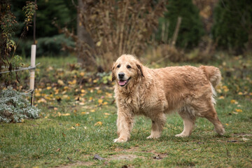 old golden retriewer dog walking outside