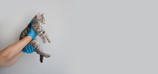 Domestic gray fluffy kitten in the hands of veterinarian on a light background in a clinic
