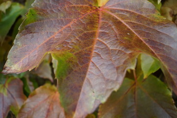 autumn and the colors