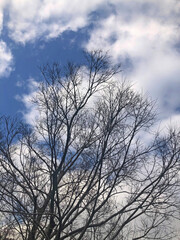 Fototapeta na wymiar 冷たい風に吹かれる枯れ木