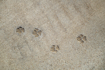 Dog footprints left on cured concrete pavement