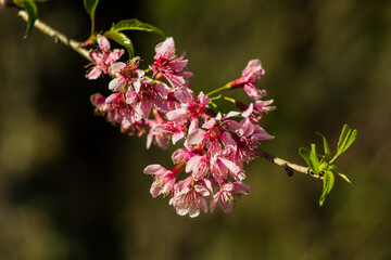 Sakura (cherry blossom) in Parque do Carmo, Brazil