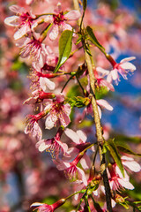 Obraz premium Sakura (cherry blossom) in Parque do Carmo, Brazil