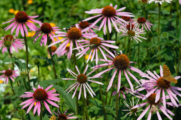 Pink flowers of Cetoniinae in a flower bed. Echinacea flowers with fiddler beetle close-up. Pink...