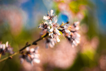 White Sakura (cherry blossom) in Parque do Carmo, Brazil