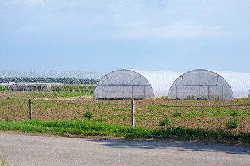 Large greenhouse on a day with blue sky. Agricultural greenhouses. Harvest time on a farm. Organic Open greenhouse made of polycarbonate. The exterior of a modern glasshouse  in a rural area