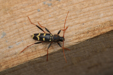 Neoclytus yellow striped insect photo