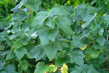 Large bush of black currant in the garden. Green beautiful healthy currant leaves close-up. Currant branches in summer.