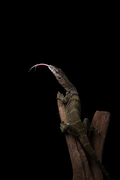 Black Roughneck Monitor Lizard isolated on black background